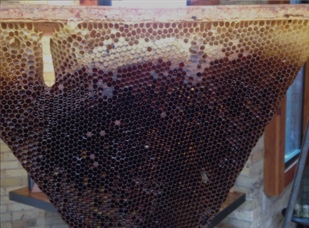 YELLOW BEESWAX BEES WAX ORGANIC PASTILLES BEARDS PREMIUM 100% PURE 2 OZ 