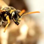 preventing wasps in beehive