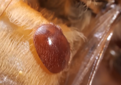 Varroa