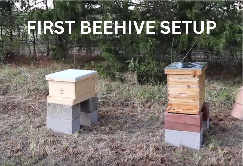 first beehive setup