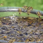 DIY Wasp Traps to protect your beehives