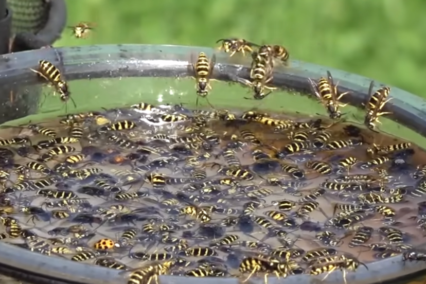 DIY Wasp Traps to protect your beehives