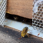 bee friendly wasp deterrants to protect your beehive