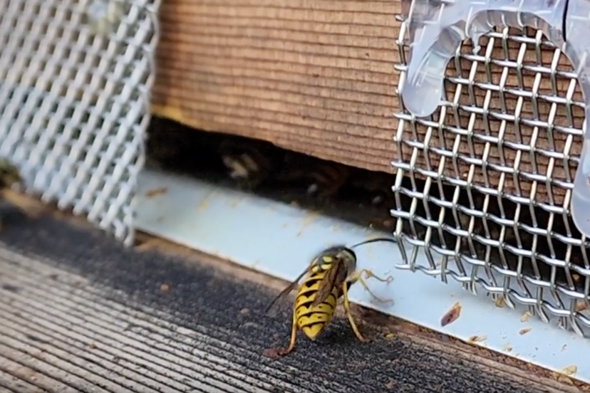 bee friendly wasp deterrants to protect your beehive