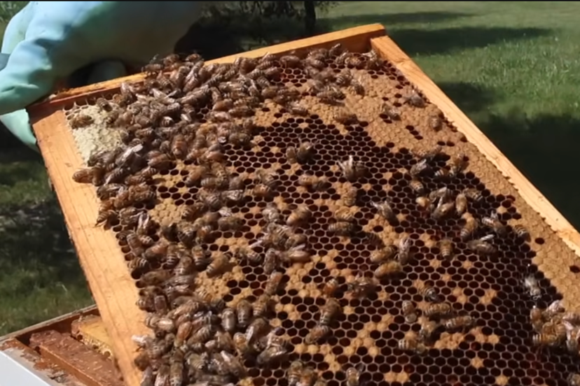 how much does it cost to start beekeeping