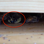 signs of wasps near a beehive