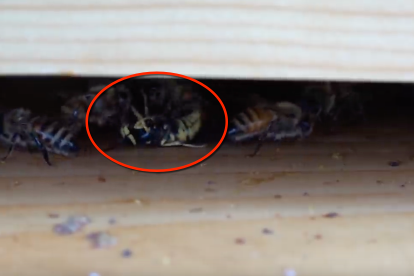 signs of wasps near a beehive